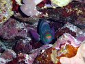 030502_Zabargad - Peroquet - Dsc01532~